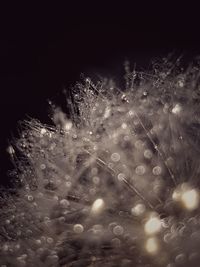 Close-up of wet dandelion against black background