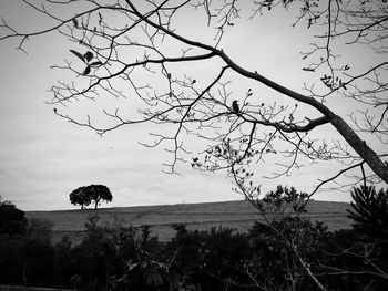 Trees on field