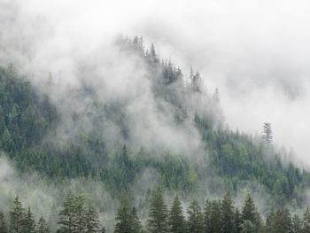 Panoramic view of pine trees in forest against sky