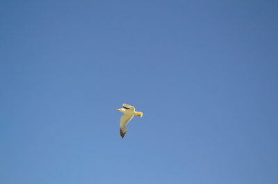 Low angle view of seagull flying in sky