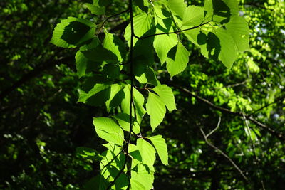 Close-up of fresh green leaves