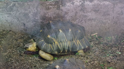 Close-up of tortoise