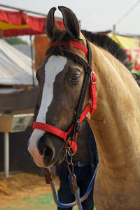 Portrait of marwari horse at the pushkar camel fair in rajasthan, india