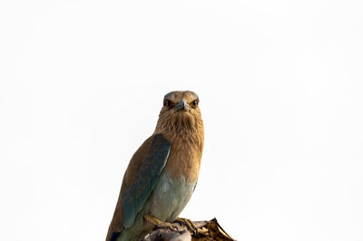 Low angle view of owl perching on white background