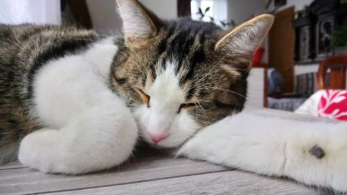 Close-up of cat lying down