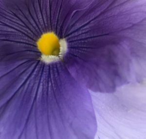 Close-up of pink flower