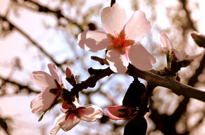 Close-up of cherry blossoms