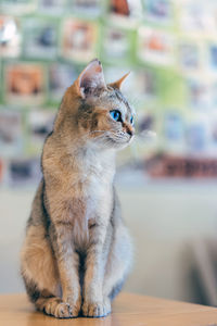 Close-up of a cat looking away