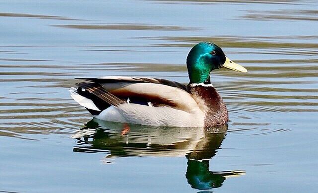 DUCK SWIMMING IN LAKE