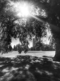 Trees on grassy field