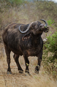 African cape buffalo, africa