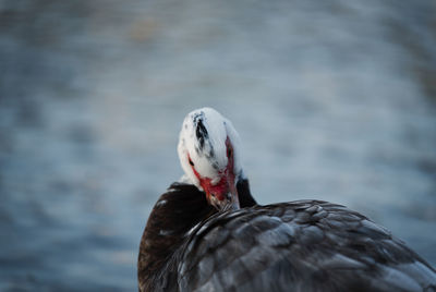 Close-up of bird