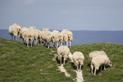 Sheep grazing in a field