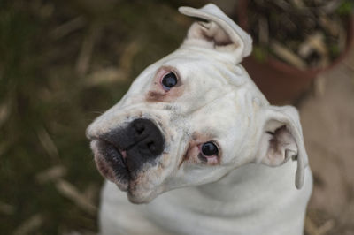 High angle portrait of boxer standing on field