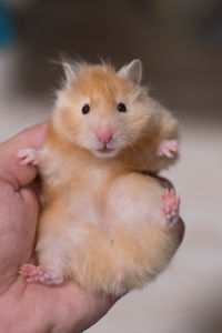 Close-up of hand holding rabbit