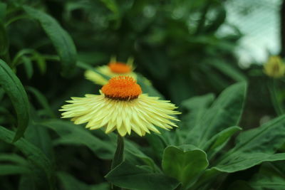 Close-up of yellow flower blooming outdoors