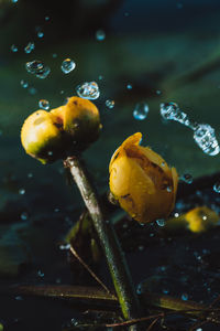 Close-up of water