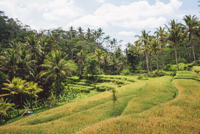 Scenic view of trees on field against sky