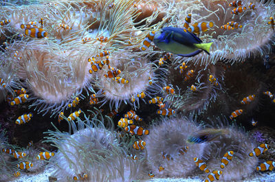 View of fish swimming in sea