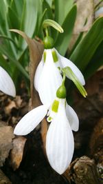 Close-up of white flowers