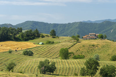 Scenic view of agricultural field against sky