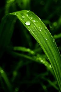 Close-up of wet plant