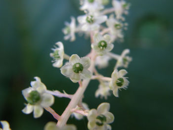 Close-up of flowers blooming on tree