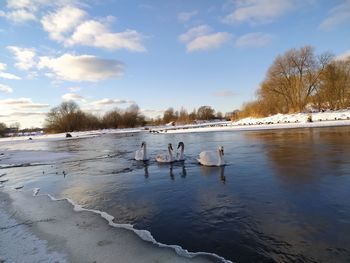 Birds swimming in lake during winter