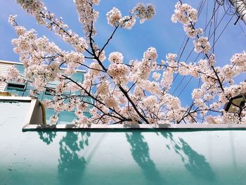 Cherry blossoms in spring growing over wall