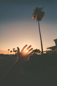 Silhouette person holding plant against sky during sunset