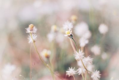 Close-up of dandelion on field