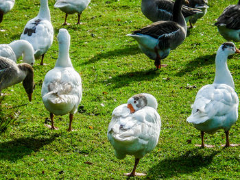 Birds on grassy field