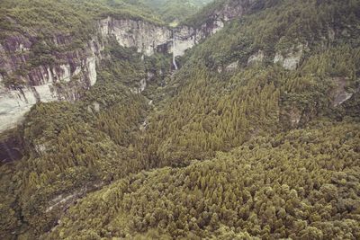 Scenic view of forest