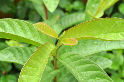 Close-up of green leaves