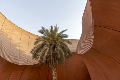 Low angle view of palm tree against clear sky