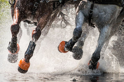 Low section of horses running in water