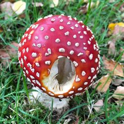 Close-up of fly agaric mushroom on field