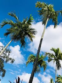 Low angle view of coconut palm tree against blue sky