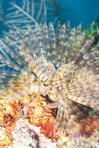 Close-up of fish underwater