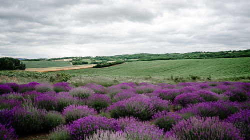 Scenic view of lavender field against cloudy sky