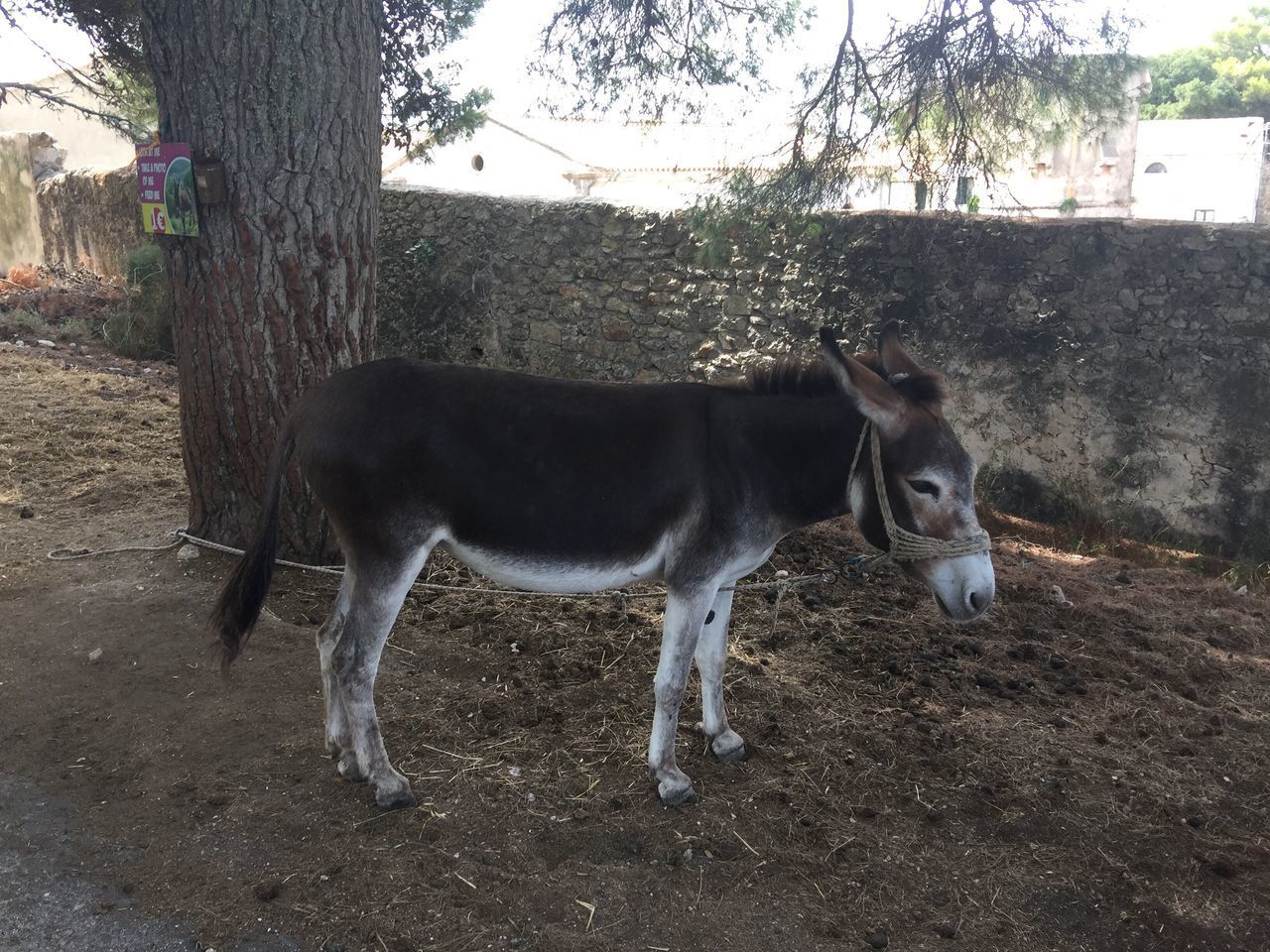 HORSE STANDING ON FIELD