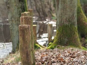 Close-up of tree trunk in forest