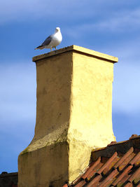 Low angle view of seagull perching on wall