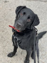 High angle view of dog looking away