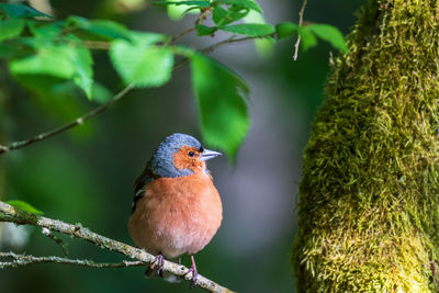 Close-up of bird perching on branch