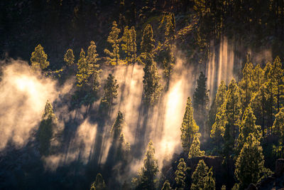 Drone view of cloud of mist floating amidst coniferous trees in sunlit woodland in morning on gran canaria island