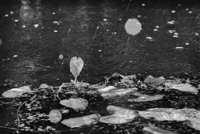 High angle view of leaves on lake