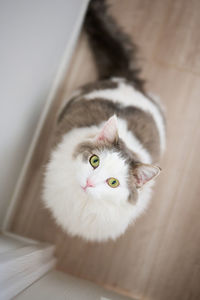 High angle view portrait of white cat