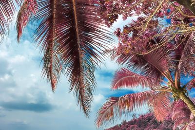 Low angle view of palm tree against sky