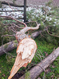 High angle view of tree trunk on field